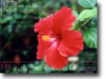 Hibiscus